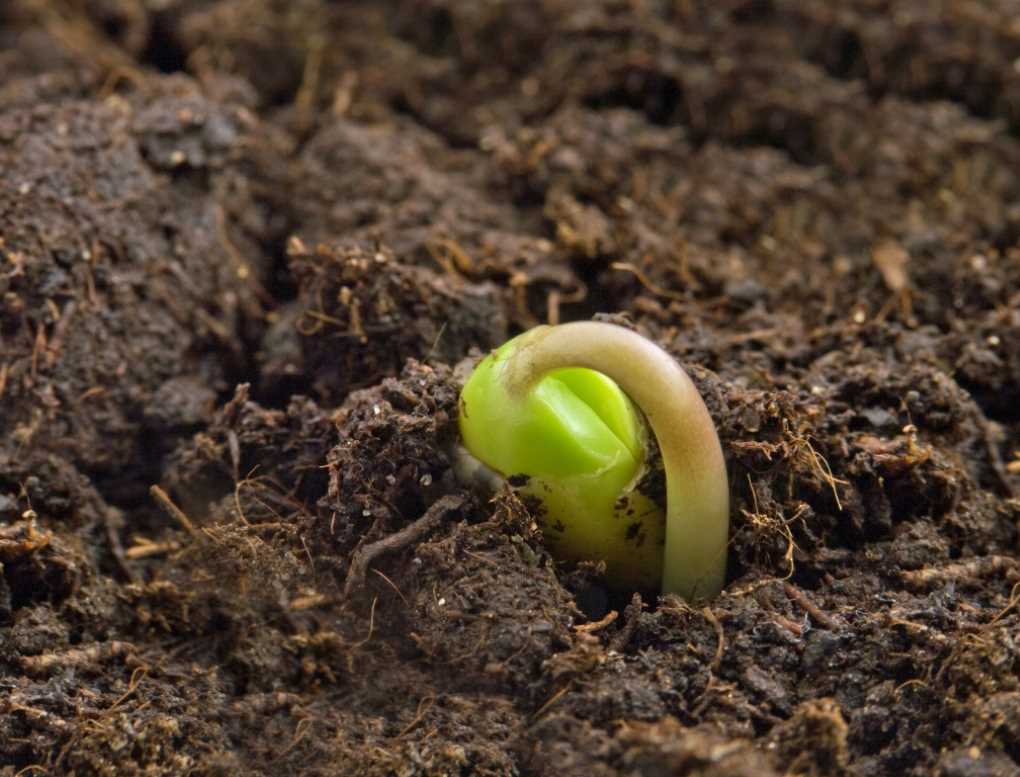 El Gobierno aprueba nuevas normas para favorecer la nutricin sostenible en suelos width=