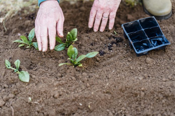 La sobrefertilizacin con fsforo reduce la capacidad de secuestrar carbono