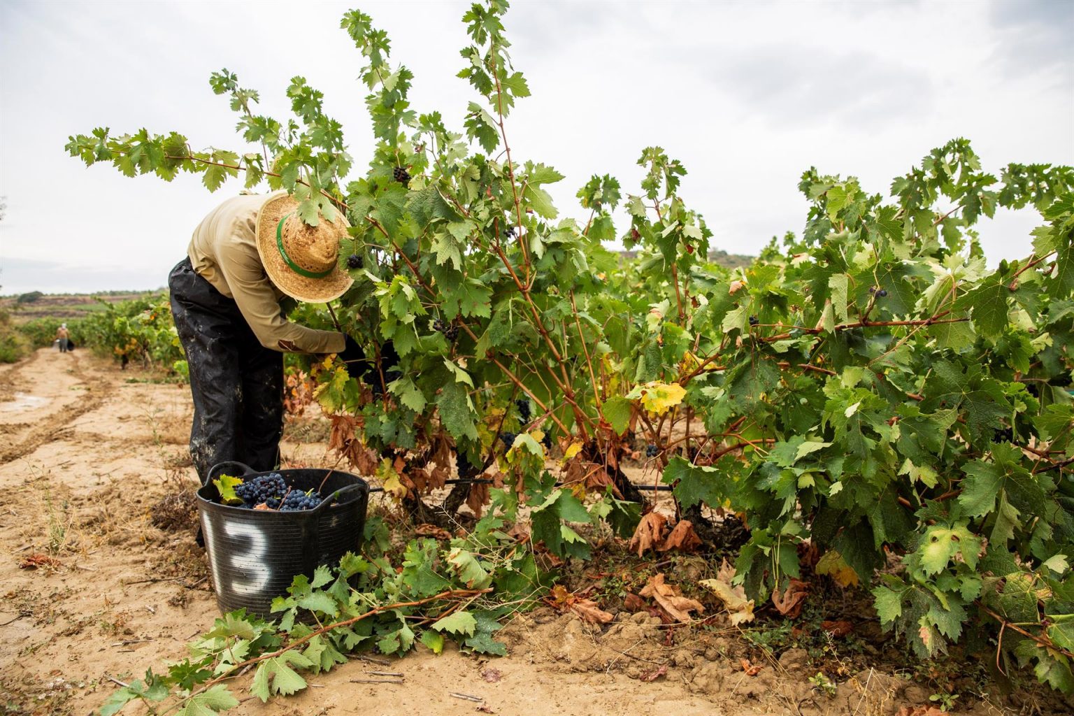 El sector agrario rechaza la reduccin de la jornada laboral