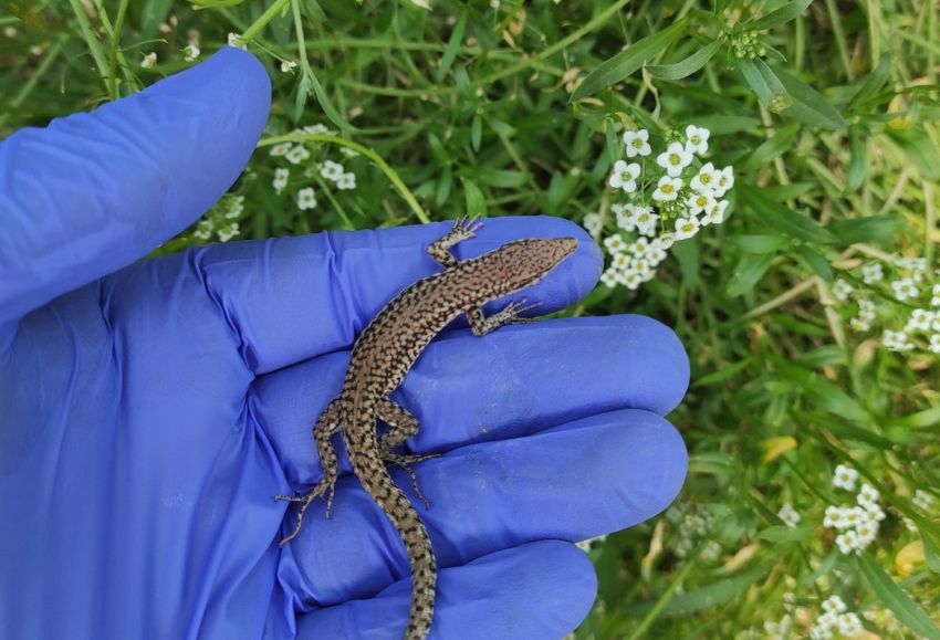 La Junta estudia el uso de reptiles en invernaderos  para el control biolgico de plagas width=