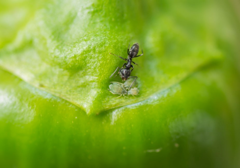 Suministrar azcar a hormigas les hace depredar pulgones en los cultivos de invernadero