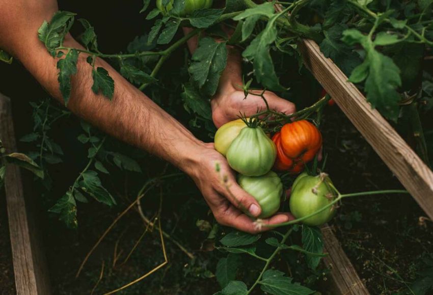 Los agricultores espaoles se sitan a la cabeza de la UE en superficie agraria ecolgica