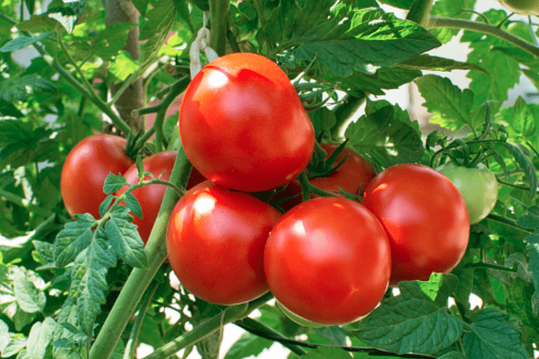 Crece la preocupacin por la competencia extranjera en el mercado de tomate en la UE